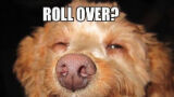 Hilarisch: Honden die stoned zijn