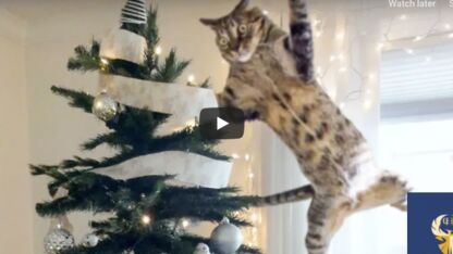 VIDEO: Je gaat stuk om deze katten die kerstbomen terroriseren