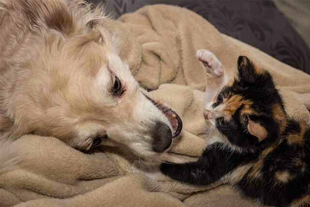 kat lincoln vriendschap met honden