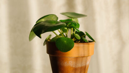 4 tips van een plantenexpert om je pannenkoekplant te laten groeien