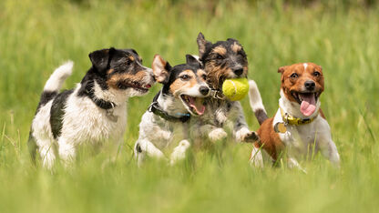 Dit zijn de 5 leukste hondenspeeltuinen in Nederland