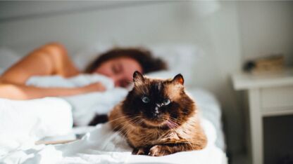 Mag jouw kat of hond altijd op bed? Zo vies is dat eigenlijk..