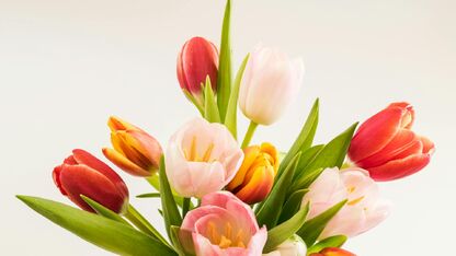 6X manieren om te voorkomen dat je tulpen gaan hangen
